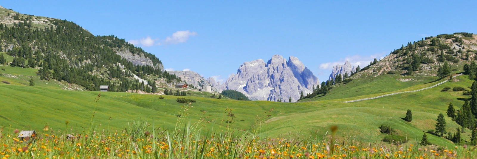 Panoramic view from Prato Piazza (Plätzwiese) plateau over lush wildflower meadows toward Monte Cristallo in the Dolomites