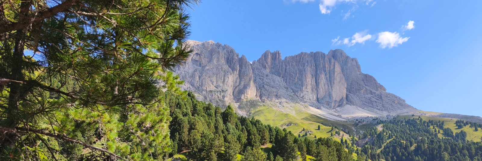 Close-up of alpine pine trees along a trail facing the sunlit southern wall of Sassolungo in the Dolomites
